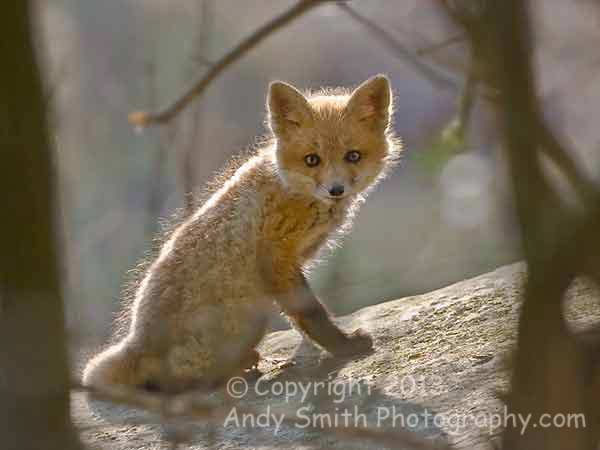 Red Fox Kit